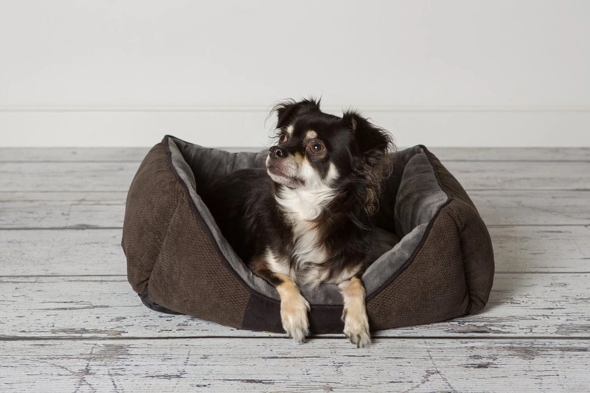 Hondenmand Zacht En Stevig, Anti-Slip En Wasbaar - Scruffs Chester Box Bed - In Grijs En Bruin In Maat S Tot XL - Kleur: Grijs, Maat: Large 22 Hondenmand Zacht En Stevig, Anti-Slip En Wasbaar - Scruffs Chester Box Bed - In Grijs En Bruin In Maat S Tot XL - Kleur: Grijs, Maat: Large - Afbeelding 20