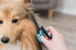 Trixie Gezicht- En Potenschaar Kunststof / Rvs 8 Cm -Hondenartikelen Serie Winkel 1200x800 83