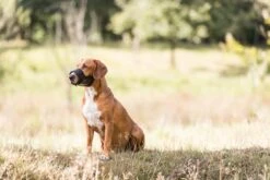 Trixie Muilkorf Polyester Met Gaas Inzet Zwart (M 19-26 CM) -Hondenartikelen Serie Winkel 1200x800 94