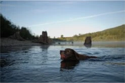 Chuckit! Ultra Bal - L - 7 Cm -Hondenartikelen Serie Winkel 1200x802 15