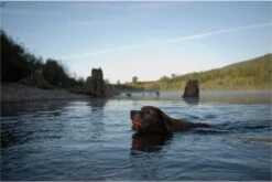 Chuckit! Ultra Ball L – Honden Speelgoed – Apporteren – Drijft Op Water – Stuitert – Veilig Voor Gebit – Honden Bal – Ideaal Met De Ballenwerper – Ø 7cm – Oranje/Blauw – Apporteerspeelgoed – 2-Pack -Hondenartikelen Serie Winkel 1200x802 8