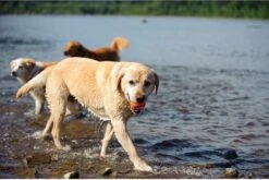 Chuckit! Chuckit Ultra Ball Hondenspeelgoed - Oranje - M - 2 Ballen - Ø 6cm -Hondenartikelen Serie Winkel 1200x804 10