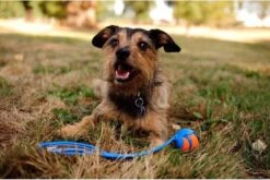 Chuckit! Chuckit Pro Ball - Werpstok - Apporteren- 25m Ver - 63 Cm -Hondenartikelen Serie Winkel 1200x804 12