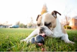 Kong Extreme -Hondenartikelen Serie Winkel 1200x805 12