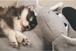 Beeztees Puppy Boomba XL - Hondenspeelgoed - Grijs - 70x40x21 Cm 9 Beeztees Puppy Boomba XL - Hondenspeelgoed - Grijs - 70x40x21 Cm -Hondenartikelen Serie Winkel 1200x806 12