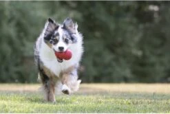 Kong Kauwbot - Hondenspeelgoed - Rood - S -Hondenartikelen Serie Winkel 1200x806 15