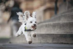 Julius K9 Julius-K9 IDC®Powertuig, 3XS - Baby1, Zwart -Hondenartikelen Serie Winkel 1200x807 1