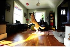 Chuckit! Chuckit Indoor Ball -Hondenartikelen Serie Winkel 1200x811 8