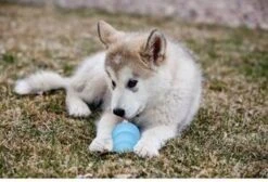 Puppy Kong - Small - Hondenspeeltje - Honden - Speelgoed - Pup -Hondenartikelen Serie Winkel 1200x815 6