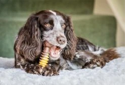 Nylabone Extreme Kauwbot Met Rund- En Kaassmaak - Voor Krachtige Kauwers - In S/M/XL - X-Large -Hondenartikelen Serie Winkel 1200x823 3