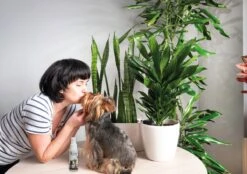 Petoxil Pet Spray Met Colloïdaal Zilver Is Speciaal Ontworpen Voor Gebruik Op Alle (huis) Dierensoorten. Revolutionair In Hygiëne -Hondenartikelen Serie Winkel 1200x847 4