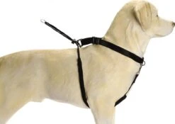 Beeztees Gentle Walker - Hondentuig - Zwart - L -Hondenartikelen Serie Winkel 1200x851 3