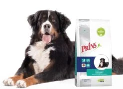 Prins Procare Croque Diet Urinary Rund&Varken - Hondenvoer - 10 Kg -Hondenartikelen Serie Winkel 1200x870