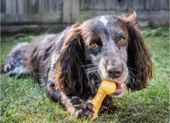 Nylabone Durable Cheese Bone - M -Hondenartikelen Serie Winkel 1200x871 7