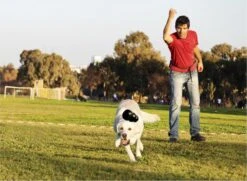 Kong Extreme - Hondenspeelgoed - Zwart - XL -Hondenartikelen Serie Winkel 1200x881 10