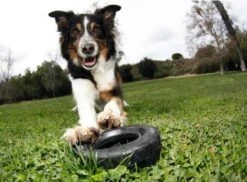 Kong Traxx Hondenspeelgoed - Rubber - M/L- Zwart 16 Kong Traxx Hondenspeelgoed - Rubber - M/L- Zwart -Hondenartikelen Serie Winkel 1200x886 4