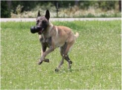 Kong Extreme -Hondenartikelen Serie Winkel 1200x887 8