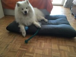 Hondenkussen XL - Donkergrijs - 60 X 90 X 12 -Hondenartikelen Serie Winkel 1200x900 34