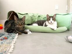 Pishoo® Kattentunnel - Speeltunnel Kat - Kattenspeeltjes - Kattenmand - Kattenhuis - Lichtgroen -Hondenartikelen Serie Winkel 1200x900 59