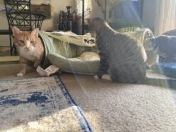 Pishoo® Kattentunnel - Speeltunnel Kat - Kattenspeeltjes - Kattenmand - Kattenhuis - Lichtgroen -Hondenartikelen Serie Winkel 1200x900 60