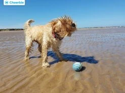 Cheerble Wicked Ball W1| Blauw| Zelf Rollende Bal Voor Honden | 3 Automatische Speelmodi | Interactief En Intelligentie Hondenspeelgoed | Hondenspeeltje| USB Oplaadbaar -Hondenartikelen Serie Winkel 1200x900 65