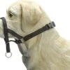 Beeztees Dog Control - Halsband Hond - Zwart - M-Speciaal -Hondenartikelen Serie Winkel 1200x917 5