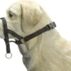 Beeztees Dog Control - Halsband Hond - Zwart - S -Hondenartikelen Serie Winkel 1200x917 7