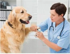 Woodoro Nagelknipper Nagelvijl Nagelschaar Voor Hond En Kat - Incl. Veiligheidsstop -Hondenartikelen Serie Winkel 1200x928 7