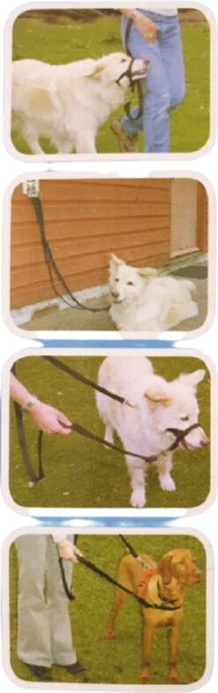 Company Of Animals Halti Trainingslijn - Large - 2 Meter - Verstelbaar - Zwart 19 Company Of Animals Halti Trainingslijn - Large - 2 Meter - Verstelbaar - Zwart -Hondenartikelen Serie Winkel 378x1200 1