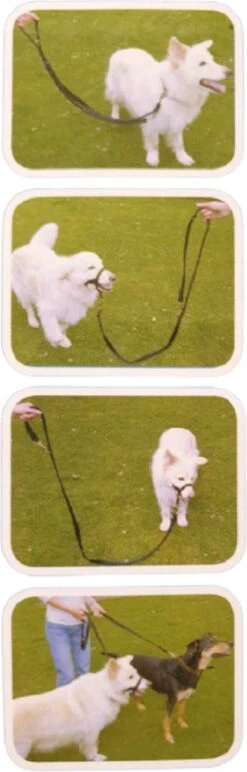 Company Of Animals Halti Trainingslijn - Large - 2 Meter - Verstelbaar - Zwart 20 Company Of Animals Halti Trainingslijn - Large - 2 Meter - Verstelbaar - Zwart -Hondenartikelen Serie Winkel 384x1200