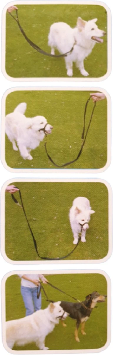 Company Of Animals Halti Trainingslijn - Large - 2 Meter - Verstelbaar - Zwart 8 Company Of Animals Halti Trainingslijn - Large - 2 Meter - Verstelbaar - Zwart - Afbeelding 6