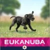 Eukanuba Dog Puppy Large Breed - Kip - Puppyvoer - 15 Kg -Hondenartikelen Serie Winkel 597x1200 3