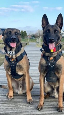 Always Prepared © Pro K9 Hondentuig - Anti Trek - Y Tuig - Middel En Grote Hond - Veiligheidstuig -Hondenartikelen Serie Winkel 675x1200 4