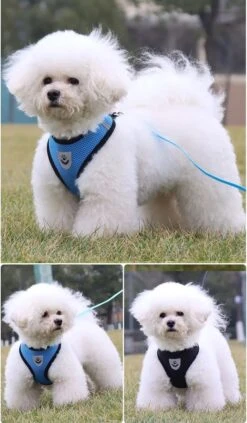 Zavelo® Honden Tuigje - Puppy En Kattentuigje - Hondenharnas - Reflecterend - Incl. Bijpassend Riempje - Zwart-Maat: S -Hondenartikelen Serie Winkel 700x1200 2