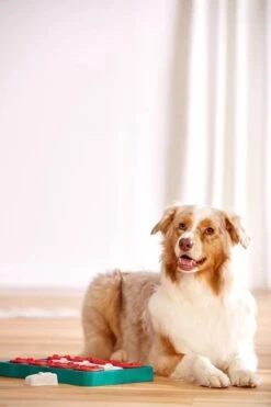 Nina Ottosson - Hondenspel - Dog Brick -Hondenartikelen Serie Winkel 799x1200 9