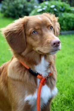 Rebel Petz - Honden Trainingslijn Met Halsband - Taupe, Zwart, Groen & Oranje - Maat Small Of Large - Kleur: Oranje, Maat: Large -Hondenartikelen Serie Winkel 800x1200 30