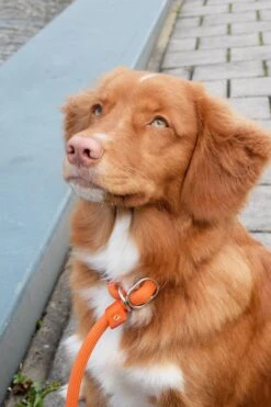 Rebel Petz - Honden Trainingslijn Met Halsband - Taupe, Zwart, Groen & Oranje - Maat Small Of Large - Kleur: Zwart, Maat: Large -Hondenartikelen Serie Winkel 800x1200 34