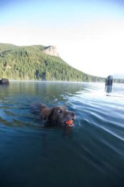 Chuckit! Chuckit Ultra Ball Hondenspeelgoed - Oranje - M - 2 Ballen - Ø 6cm -Hondenartikelen Serie Winkel 800x1200 57