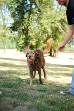 Chuckit! Chuckit Ultra Ball Hondenspeelgoed - Oranje - M - 2 Ballen - Ø 6cm -Hondenartikelen Serie Winkel 800x1200 58