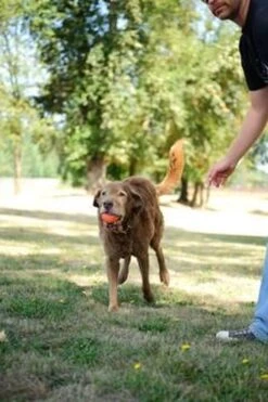 Chuckit! Chuckit Ultra Ball - XXL - 11 Cm -Hondenartikelen Serie Winkel 800x1200 62