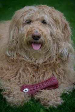 Tandenborstel Hond Melk Geur Smaak En Piep Honden Speelgoed Dog Toy - Krokodil Groen - Dutchwide -Hondenartikelen Serie Winkel 800x1200 72