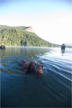 Chuckit! Ultra Bal - L - 7 Cm -Hondenartikelen Serie Winkel 801x1200 10