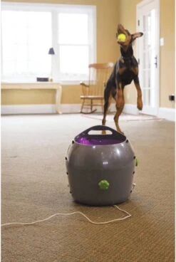 PetSafe Automatische Ballenwerper - Dierenspeelgoed -Hondenartikelen Serie Winkel 806x1200 1