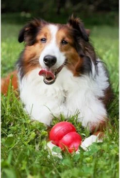 Kong Kauwbot - Hondenspeelgoed - Rood - L -Hondenartikelen Serie Winkel 810x1200 12