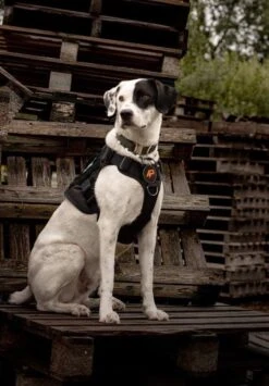 Always Prepared © Pro K9 Hondentuig - Anti Trek - Y Tuig - Middel En Grote Hond - Veiligheidstuig -Hondenartikelen Serie Winkel 835x1200 2