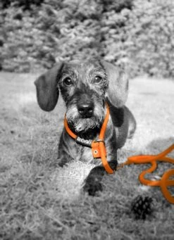 Rebel Petz - Honden Trainingslijn Met Halsband - Taupe, Zwart, Groen & Oranje - Maat Small Of Large - Kleur: Oranje, Maat: Large -Hondenartikelen Serie Winkel 870x1200 4