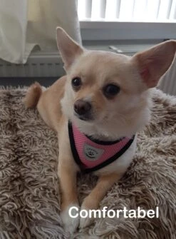 Luxyana® Honden Tuigje - XS - 25-28cm - Geschikt Voor Puppy En Als Kattentuigje - Easy Step-in Hondenharnas - Inclusief Bijpassend Riempje - Zwart 18 Luxyana® Honden Tuigje - XS - 25-28cm - Geschikt Voor Puppy En Als Kattentuigje - Easy Step-in Hondenharnas - Inclusief Bijpassend Riempje - Zwart -Hondenartikelen Serie Winkel 884x1200 3