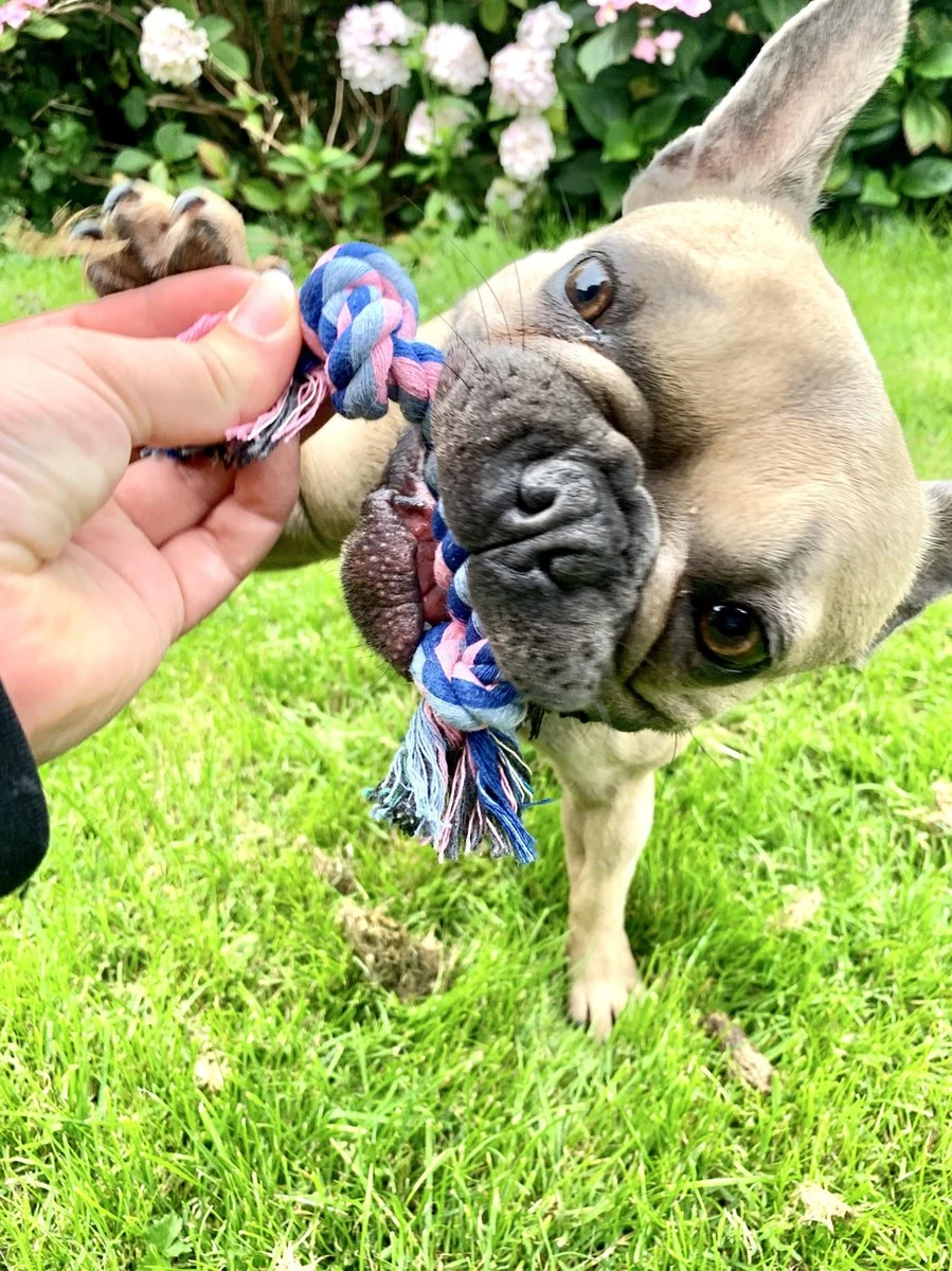 Flostouw Hond - Puppy - 18cm - Hondenspeelgoed - Mini - 2 Knopen - 23gram - Mini - Roze/Blauw 5 Flostouw Hond - Puppy - 18cm - Hondenspeelgoed - Mini - 2 Knopen - 23gram - Mini - Roze/Blauw - Afbeelding 3