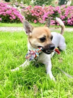 Flostouw Hond - Puppy - 18cm - Hondenspeelgoed - Mini - 2 Knopen - 23gram - Mini - Roze/Blauw 10 Flostouw Hond - Puppy - 18cm - Hondenspeelgoed - Mini - 2 Knopen - 23gram - Mini - Roze/Blauw -Hondenartikelen Serie Winkel 899x1200 27