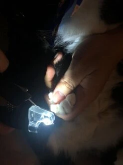 SunnyPets - Professionele Dieren Nagelknipper - Wit - Met LED En Vijl - Hond - Kat - Geschikt Voor Alle - Nageltang -Hondenartikelen Serie Winkel 900x1200 34